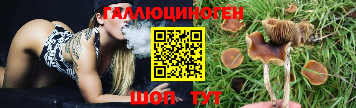 Псилоцибиновые грибы Psilocybe Якутск